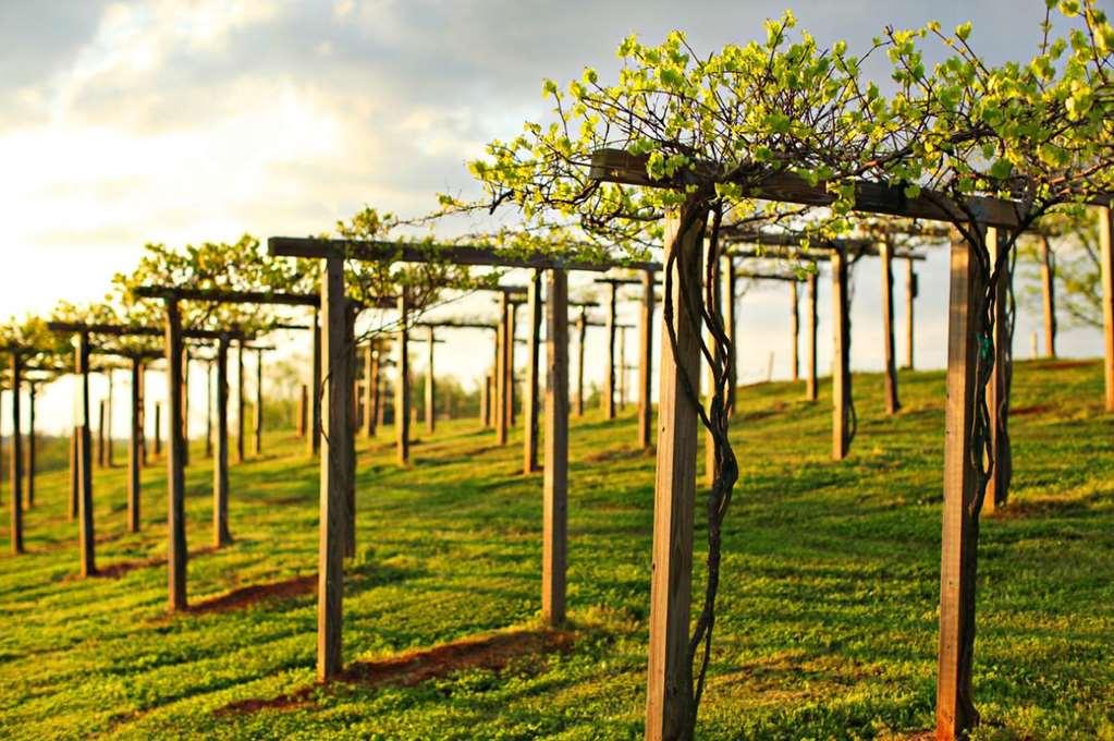 Chateau Elan Winery Braselton Exterior photo